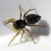 Heliophanus cupreus